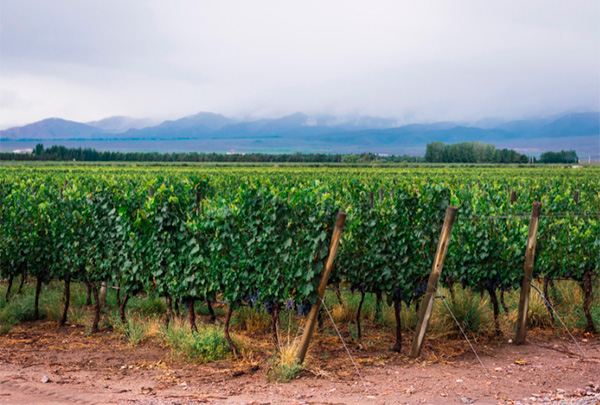 Las Perdices Malbec Rosé - Terroir