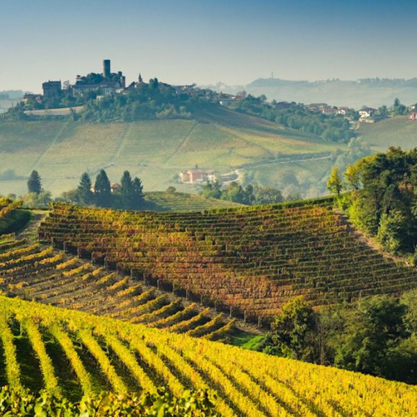 Luca Bosio Vineyards Barolo DOCG 2019 - Terroir