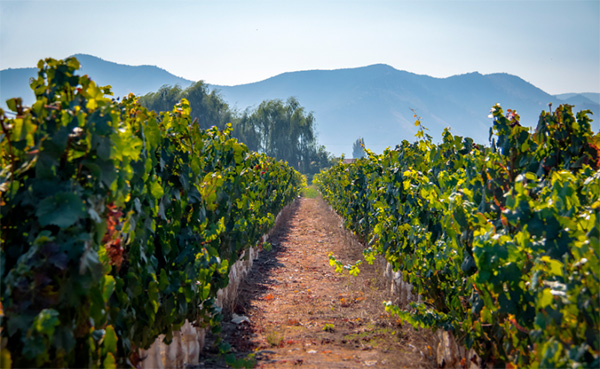 Maipo Mi Pueblo Cabernet Sauvignon - Terroir