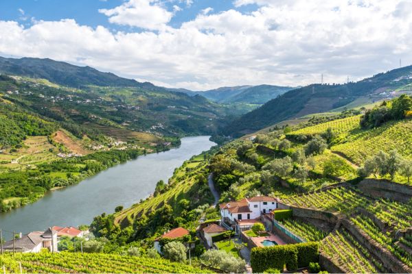 Pacheca Raízes Tinto Reserva Douro DOC 2021 - Terroir