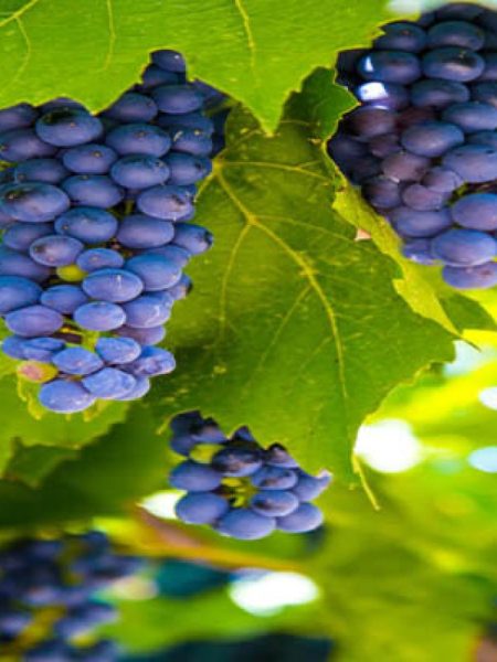 Cabernet Sauvignon - uvas