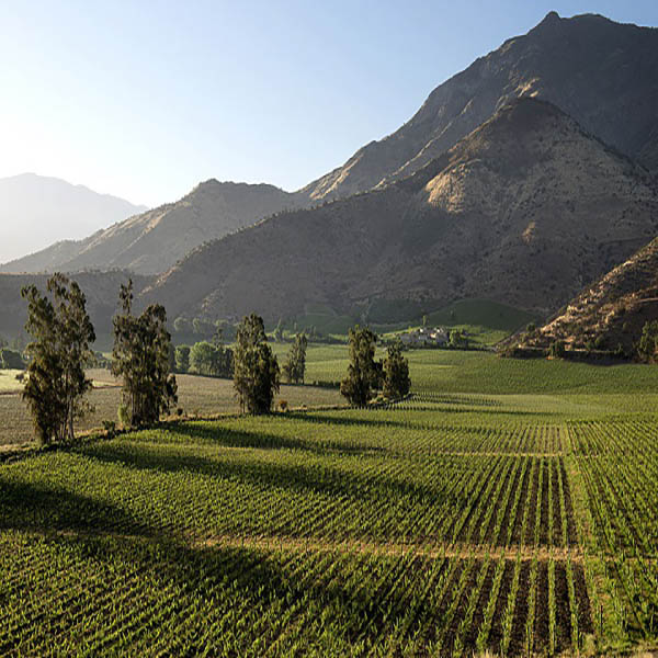 Marques de Casa Concha Cabernet Sauvignon Valle del Maipo DO 2020 - Terroir 