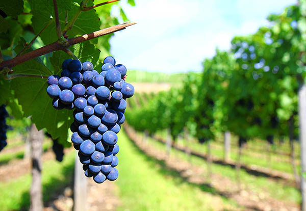 Uva Só Suco de Uva Bordô Orgânico 1 L - Uvas