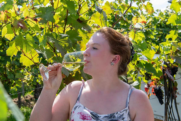 Araldica La Luciana Gavi DOCG 2023 - Degustando