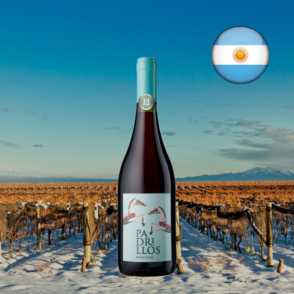 Padrillos Pinot Noir 2022 - Oferta