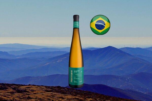 Hermann Alvarinho Jovem 2024 - Thumbnail