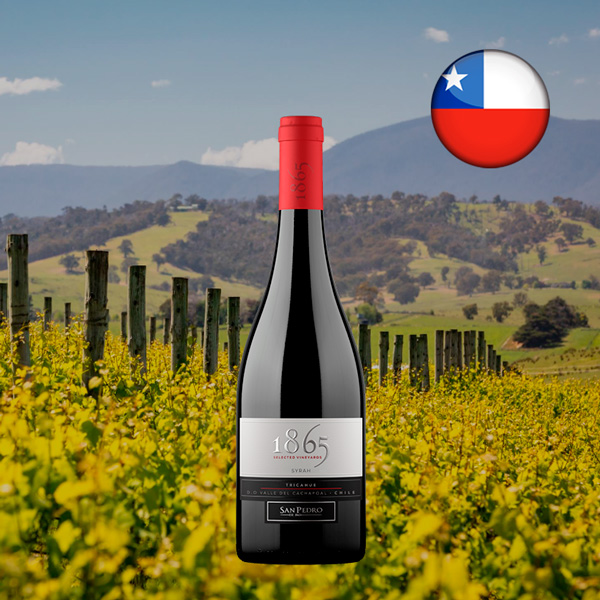 San Pedro 1865 Selected Vineyards Syrah Tricahue Valle del Cachapoal DO - Oferta