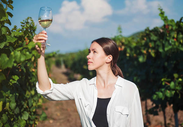 Timo Vermentino 2024 - Degustando