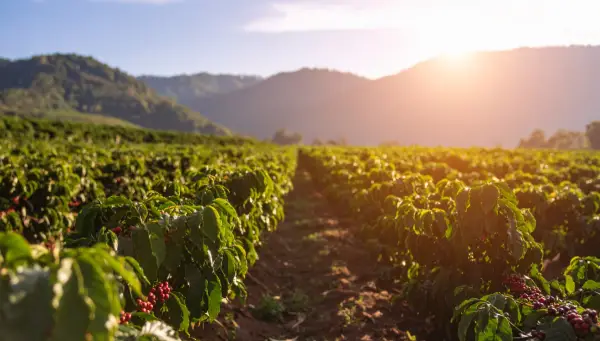 Cafezal com frutos maduros representando a origem do café brasileiro