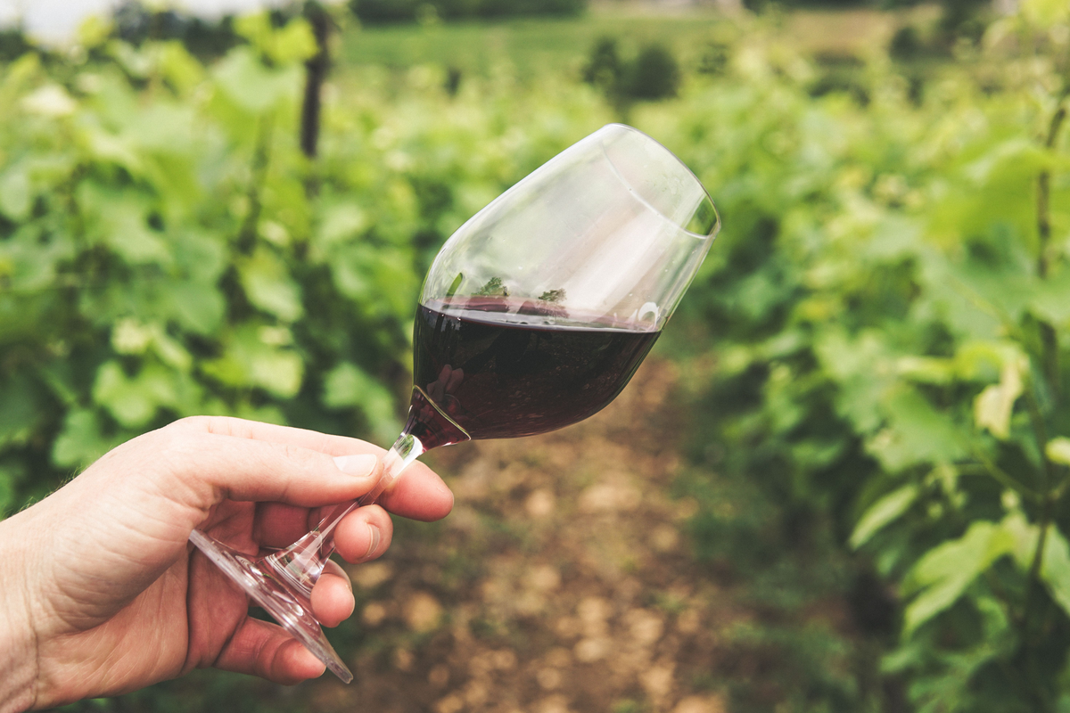 Paya de Millaman Malbec - Degustando